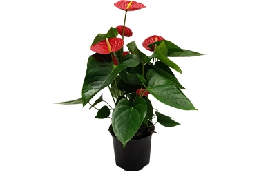 15cm Anthurium Red Winner.jpg